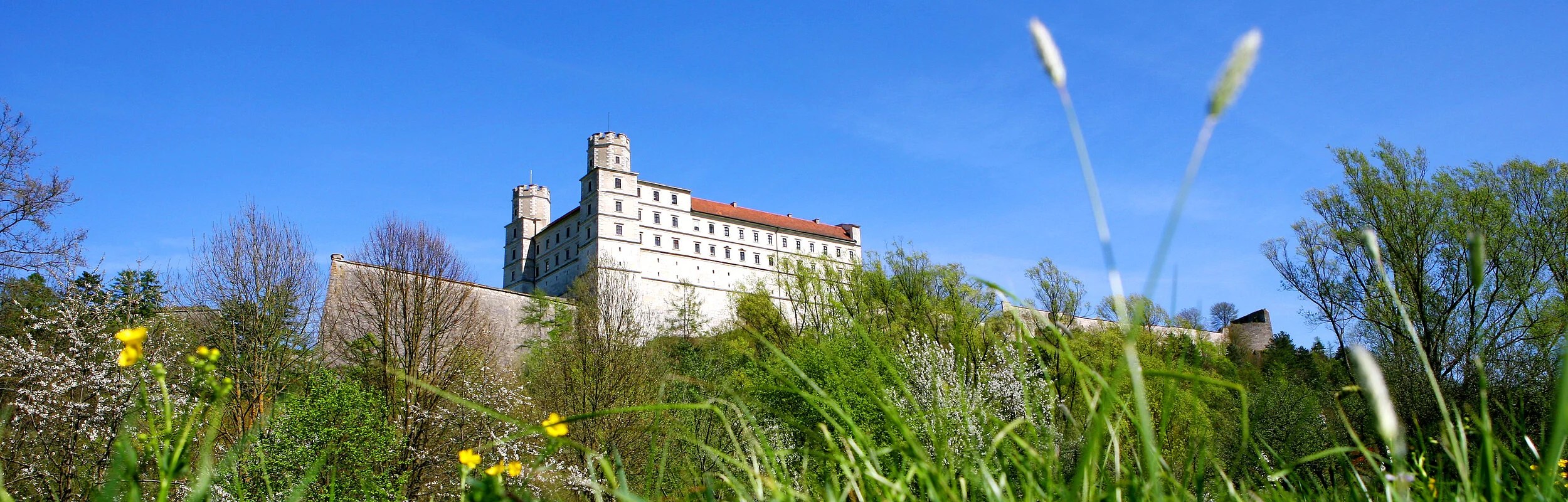 willibaldsburg Wiese mit Gänseblühmchen