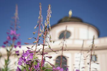 Violett blühende Blumen aus dem Biotopgarten lassen verschwommen die Außenfassade des Informationszentrums erkennen. Dazu erstrahlend ein strahlendblauer Himmel ohne Wolken.