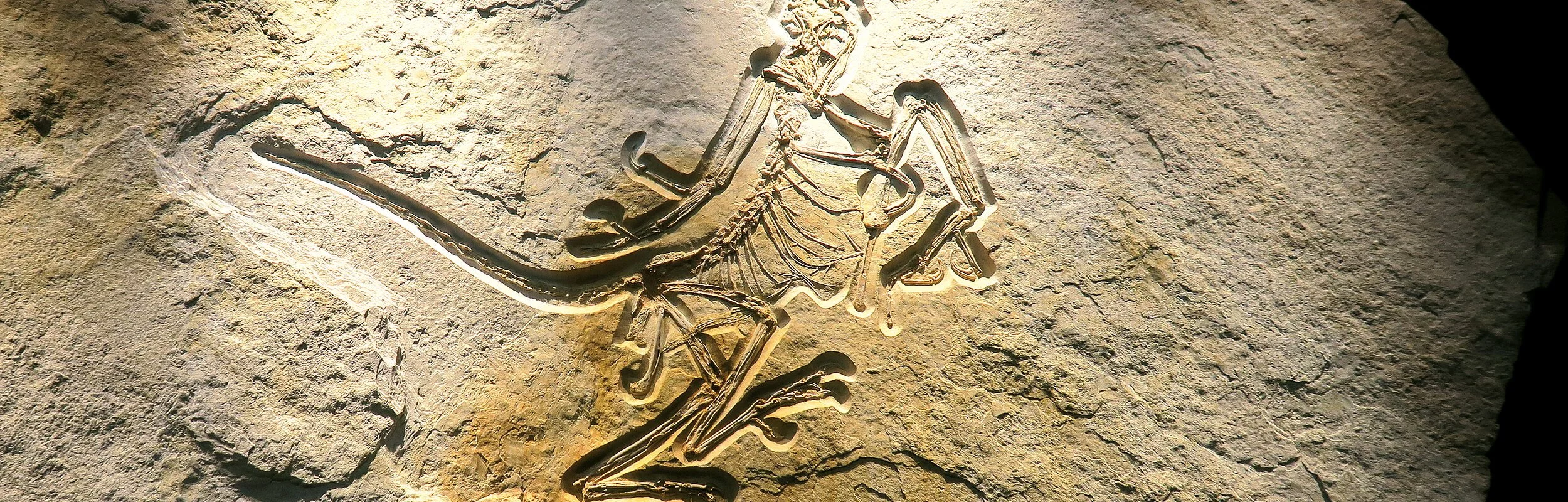 Archaeopteryx