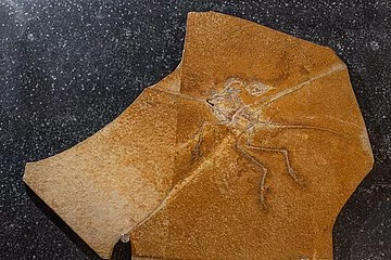 Der Archaopteryx vom JuraMuseum Eichstätt
