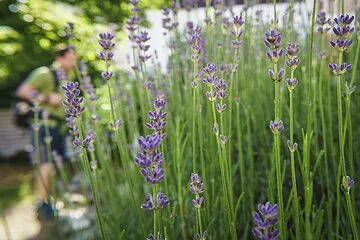 Biotopgarten Informationszentrum Naturpark Altmühltal Der Lavendel im Biotopgarten blüht bereits. Links ist ein Mann mit grünen Shirt und Rucksack zu erkennen.