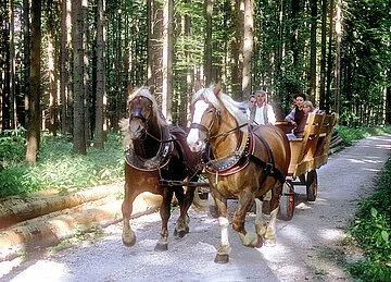 Pferdekutsche im Stadtwald Gummibereifte Pferdekutsche für Ausflugsfahrten im Stadtwald, gezogen von 2 Kaltblutpferden des Bauern Käferlein