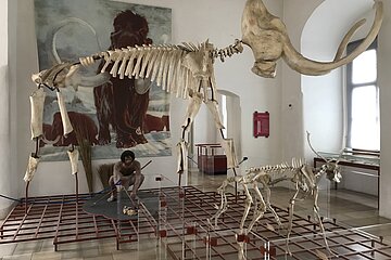 Mammutskelett im Museum für Ur- und Frühgeschichte