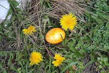 gelbes Osterei zwischen Löwenzahnblüten