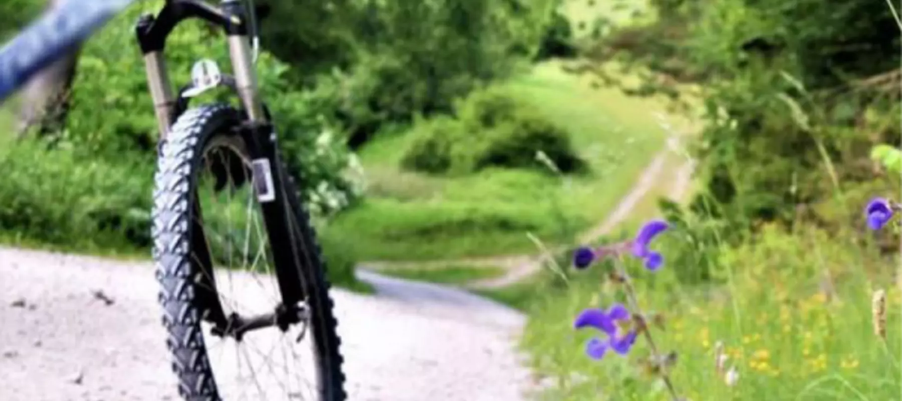 Ein Fahrrad im Hintergrund ein Radweg umgeben von grüner Wiese und Bäumen