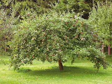 Üppiger Apfelbaum mit roten Äpfeln, dessen Zweige tief zum Boden hängen. Er steht auf einer Wiese. Im Hintergrund sieht man weitere Apfelbäume.