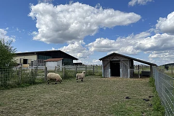 Schafe auf der Weide neben der Römervilla