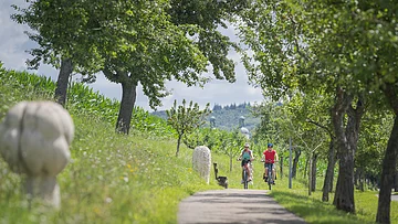 Radtour auf dem GeoRadweg Altmühltal bei Wemding Ein Pärchen radelt durch eine Allee. Am Wegrand stehen Steinfiguren und im Hintergrund sind die Kirchtürme von St. Emmeran in Wemding zu sehen.