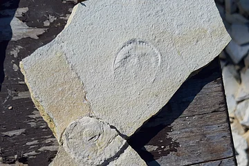 Zwei gebrochene Steine mit fossilen Abdrücken auf einer Holzoberfläche.