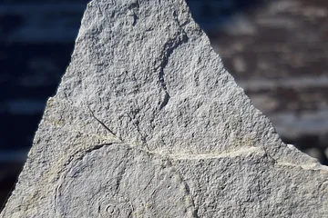 Ein grauer Stein mit einer spiralförmigen Fossilprägung darauf.