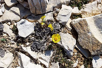 Gelbe Blüten wachsen zwischen hellen, unregelmäßig geformten Steinen auf trockenem Boden.