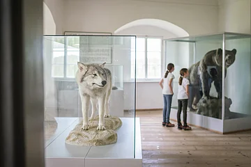 Zwei Kinder betrachten ausgestopfte Tiere in einem Museum, darunter ein Wolf und ein Bär in Glasvitrinen.