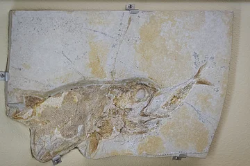 Versteinerung aus dem Museum Bergér bei Eichstätt Ein fossiler Fisch in einem rechteckigen Steinblock, an der Wand befestigt.