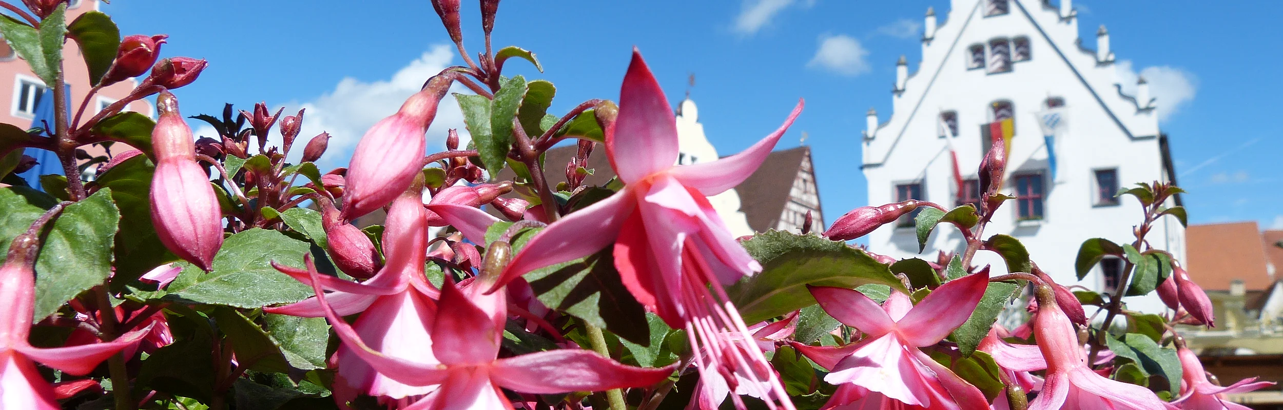 Pinkfarbene Fuchsienblüten im Vordergrund, im Hintergrund ein Gebäude mit Giebeldach unter blauem Himmel.