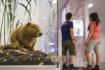 Austellung des Informationszentrum Naturpark Altmühltal Ausgestopfter Biber in einer Vitrine, im Hintergrund betrachten zwei Personen eine Ausstellung.
