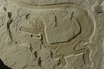 Fossil eines kleinen Dinosauriers mit langem Schwanz und geöffnetem Maul in einem Stein eingebettet.