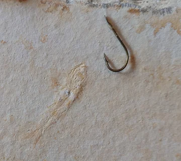 Fossiler Fisch und Angelhaken liegen nebeneinander auf einer hellen Steinoberfläche.