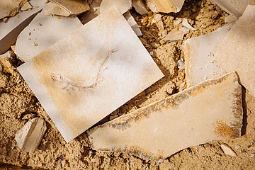 Steinplatten mit Dendriten und Fossilien