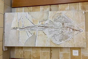 An der Wand hängt ein Fossil eines Art Rochen