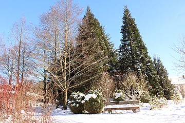 Winterliche Parklandschaft mit schneebedeckter Bank und Nadel- sowie Laubbäumen unter blauem Himmel