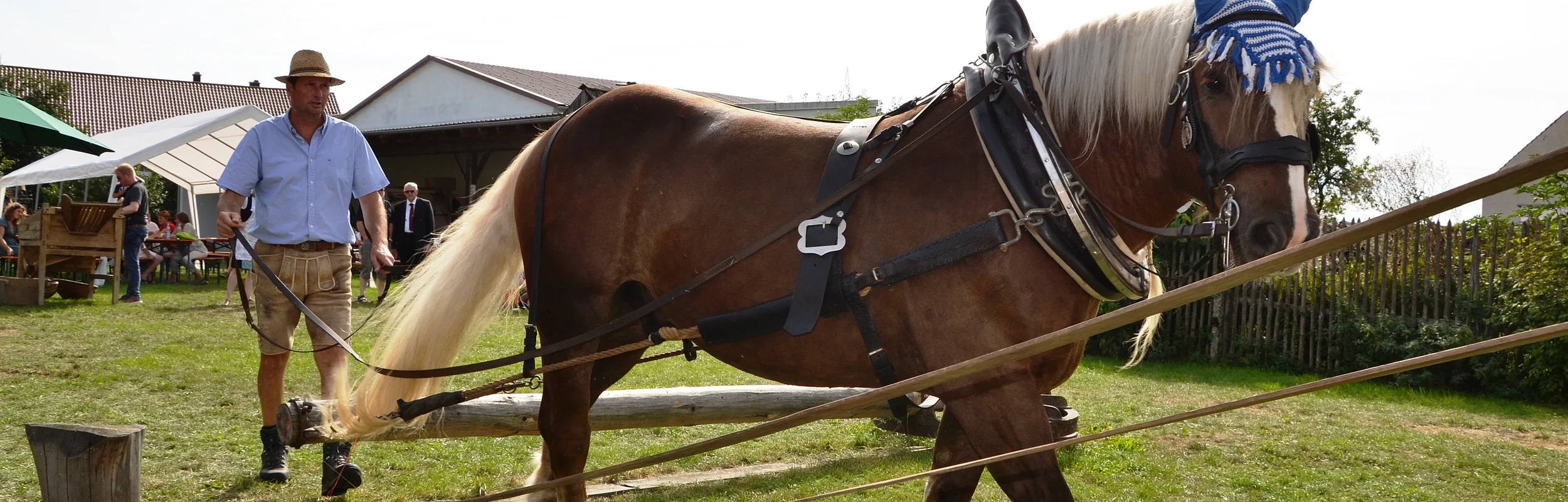 Ein Pferd mit einem Dengelapparat steht auf der Wiese und zieht das Gerät. Hinter dem Pferd ist ein Mann mit Hut und Lederhose und hält die Zügel in der Hand.