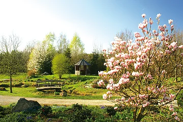 Park mit blühendem Magnolienbaum, kleiner Holzbrücke über Bach und Pavillon im Hintergrund bei Sonnenschein