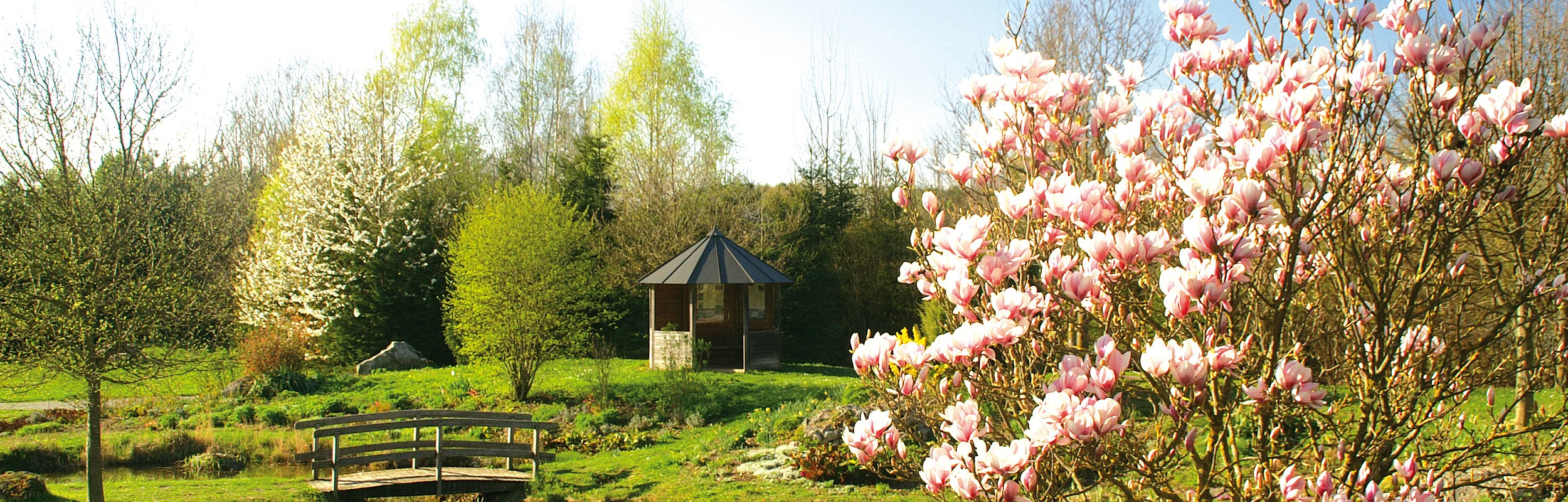 Park mit blühendem Magnolienbaum, kleiner Holzbrücke über Bach und Pavillon im Hintergrund bei Sonnenschein
