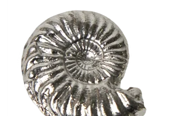 Silberfarbene, spiralförmige Muschel mit gerillter Oberfläche vor schwarzem Hintergrund