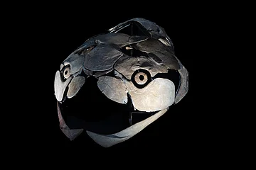 Fossiler Schädel eines Panzerfisches mit großen Kieferplatten vor schwarzem Hintergrund.