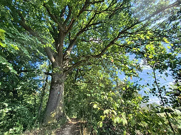 Waldweg unter großem Baum mit dichtem grünen Laub und blauem Himmel im Hintergrund.