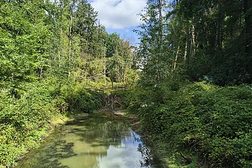 Wald mit dichtem Grün und einem kleinen, ruhigen Fluss unter blauem Himmel mit Wolken.