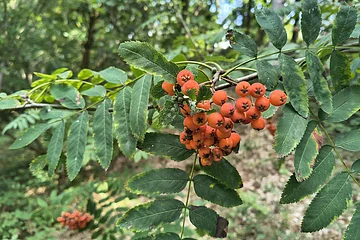 Zweig mit grünen Blättern und orangefarbenen Beeren vor unscharfem Waldhintergrund