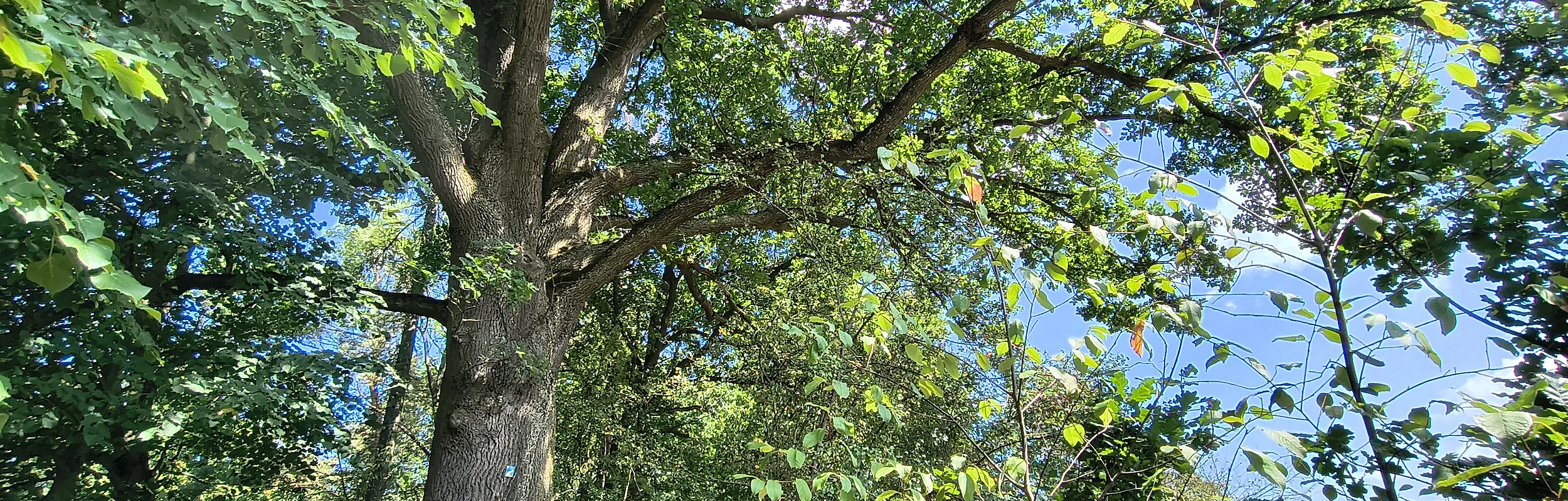 Waldweg unter großem Baum mit dichtem grünen Laub und blauem Himmel im Hintergrund.
