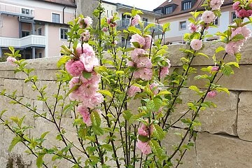 Mandelblüte am spanischen Brunnen