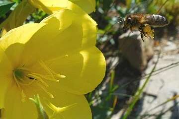 Biene am Anflug auf eine Nachtkerze